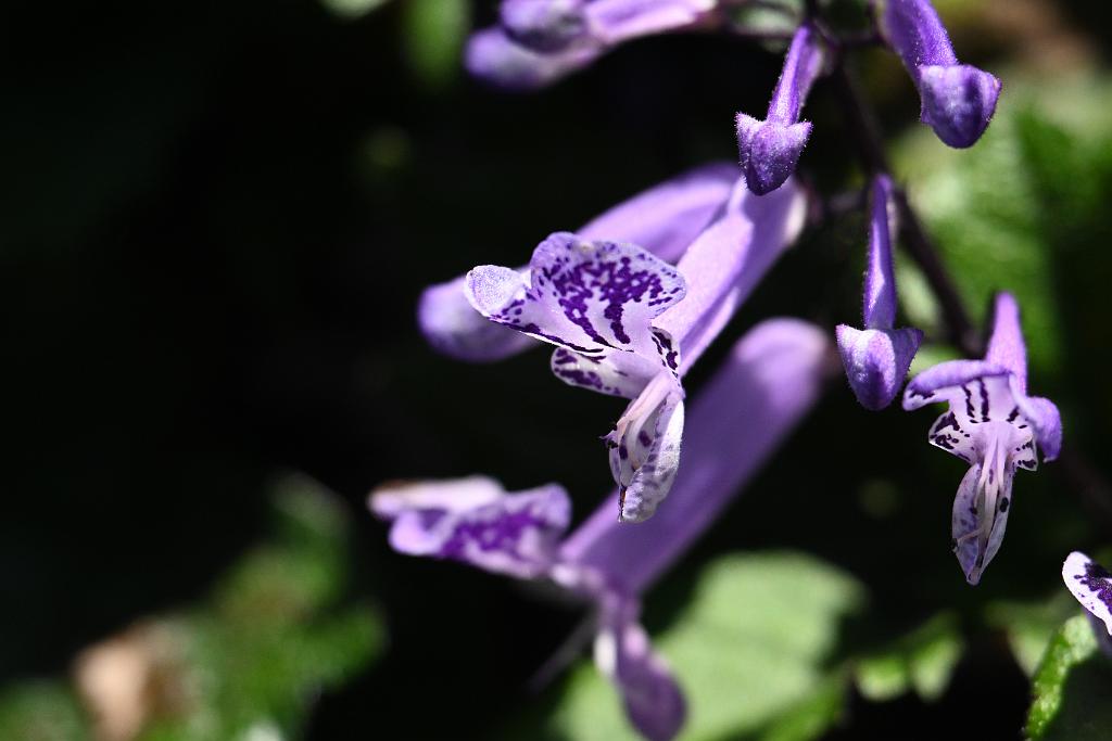 2025-06219099 Tower Hill Botanic Garden, MA.JPG - Spur Flower (Plectranthus 'Mona Lavender'). New England Botanic Garden at Tower Hill, MA, 6-21-2025